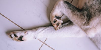 Dog’s paws and legs resting on a tiled floor