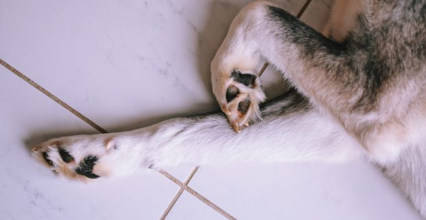 Dog’s paws and legs resting on a tiled floor