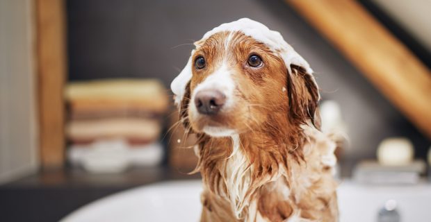 Dog taking bath at home