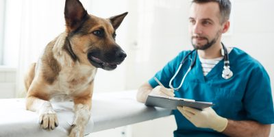 Dog visiting vet