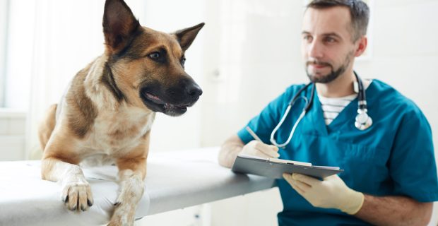 Dog visiting vet