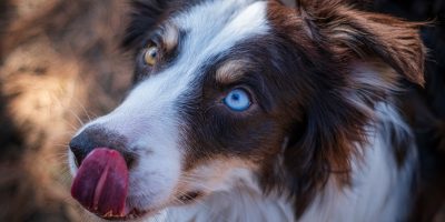 Dog with blue eyes