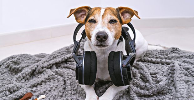 Dog with headphones lying and looking at camera