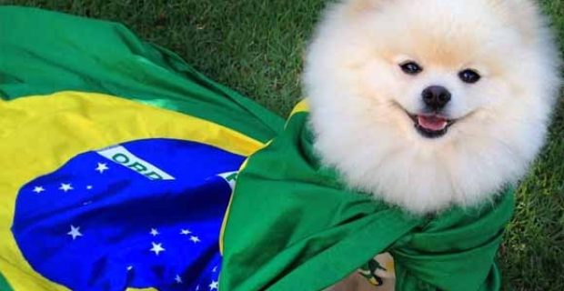 dogcopa