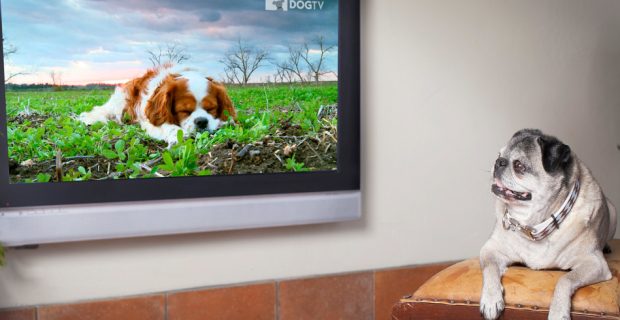 dogtv (1)