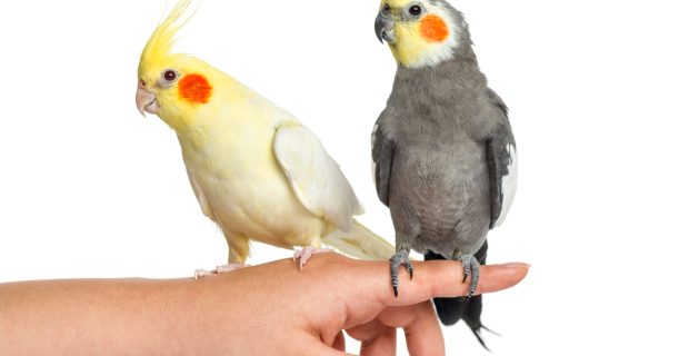 aves