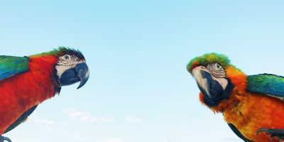 A saúde começa pelo bico: nutrição é indispensável para a qualidade de vida de aves