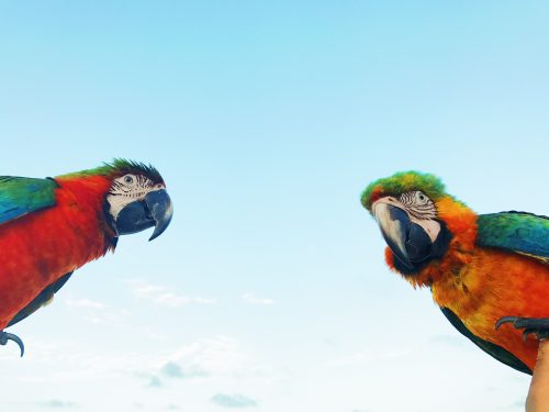 Pesquisa alerta para a possibilidade de mais de 500 espécies de aves sumirem no próximo século