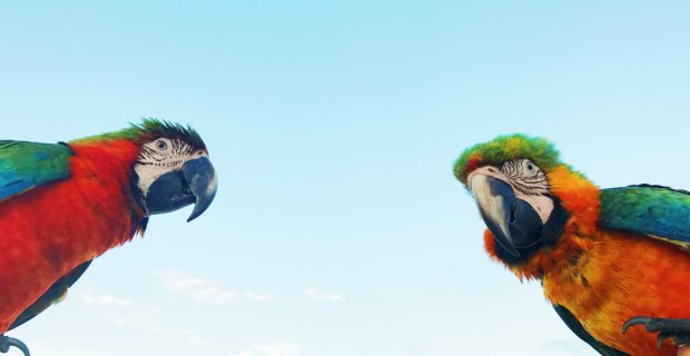 Pesquisa alerta para a possibilidade de mais de 500 espécies de aves sumirem no próximo século