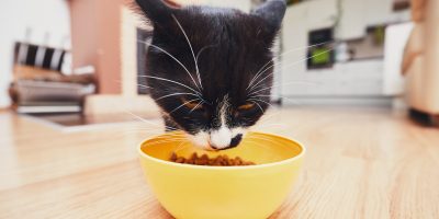 Domestic life with pets. The hungry cat eating from bowl in the kitchen.