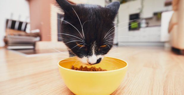 Domestic life with pets. The hungry cat eating from bowl in the kitchen.