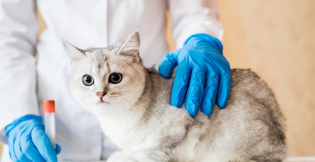 domestic pet cat for examination in a vet clinic, hands of a veterinarian.