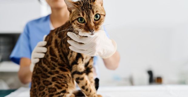 gato na clínica