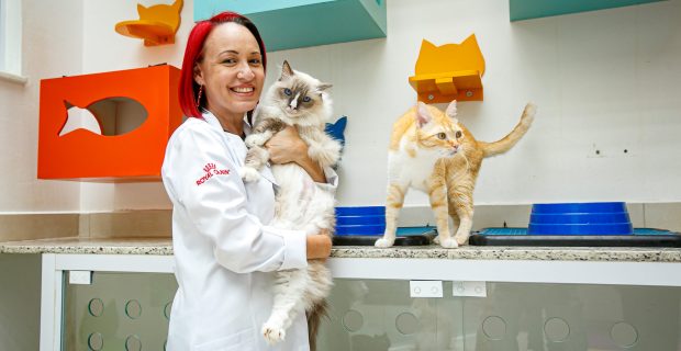 gatos crescem nas casas brasileiras