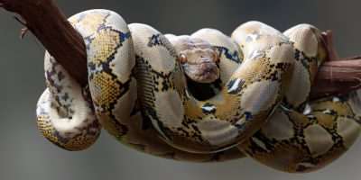 Ecdise e disecdise em serpentes é um processo natural, mas que requer atenção