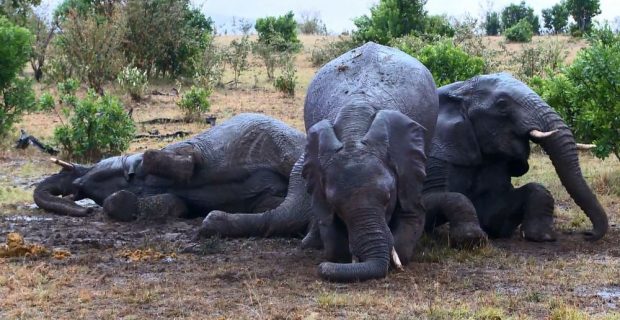 elefante-1549286779
