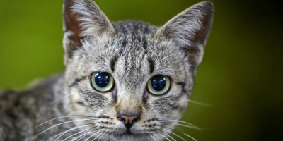 simpósio de endocrinologia felina ABEV