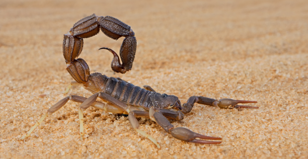 escorpião