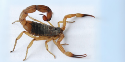 escorpiao