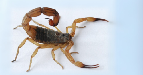 escorpiao