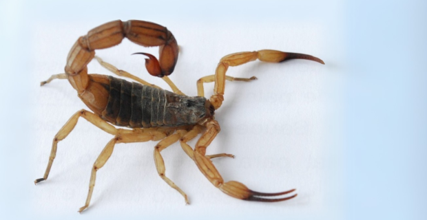 escorpiao