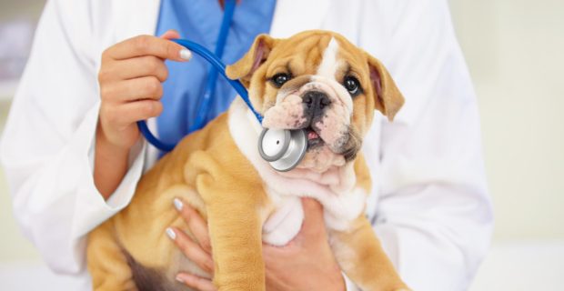 cardiologia