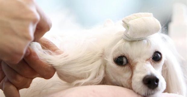 esteticas-canina