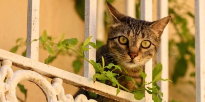 European shorthair cat looking from a balcony