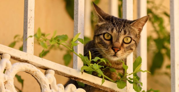 European shorthair cat looking from a balcony
