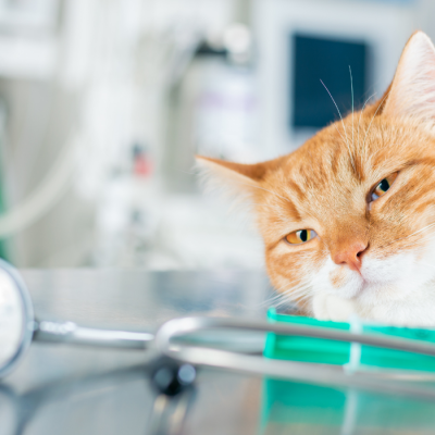 documento mostra etapas da eutanásia em gatos