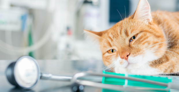 documento mostra etapas da eutanásia em gatos