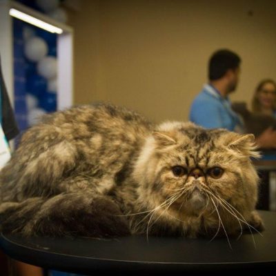 evento felino