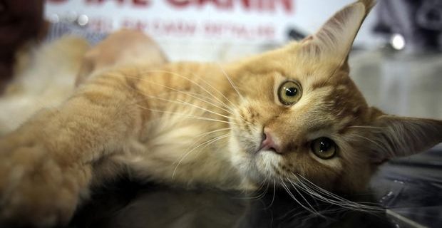 expogatos-1538074052