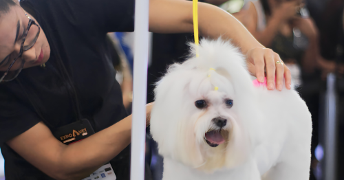 expovet