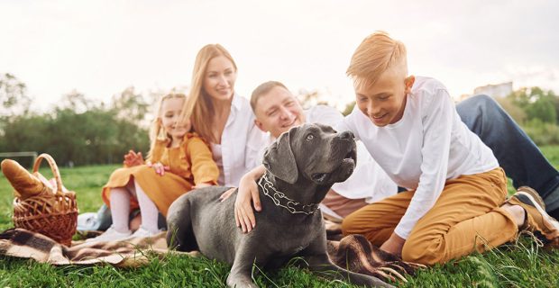 Família e pets Cães e Gatos