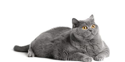 Fat British shorthair cat lies in front of white background