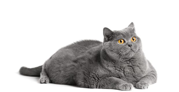 Fat British shorthair cat lies in front of white background