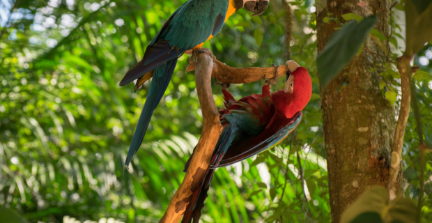 fauna