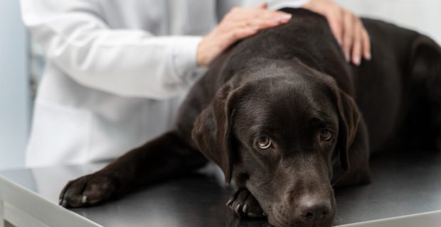 epilepsia canina