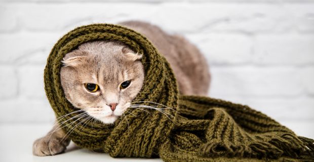 cuidados pets inverno