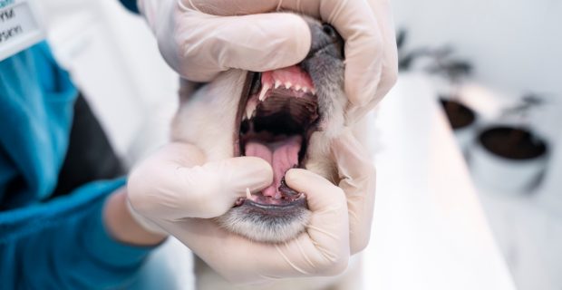 dentes