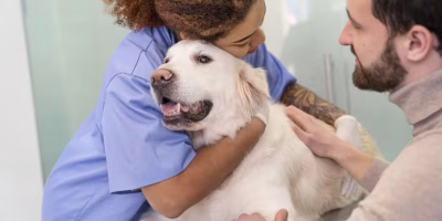 Estudo traz mais precisão ao prognóstico do mastocitoma canino