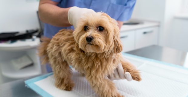 cão no vet