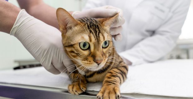 gato no hospital
