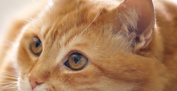 felino