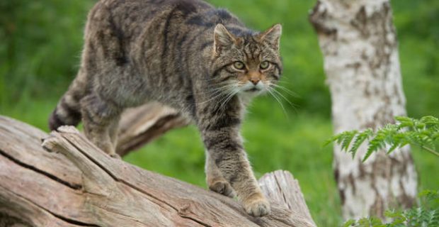 Scottish Wildcat on large tree trunk