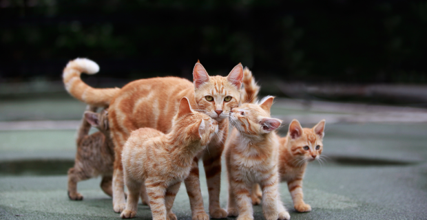 animais abadonados