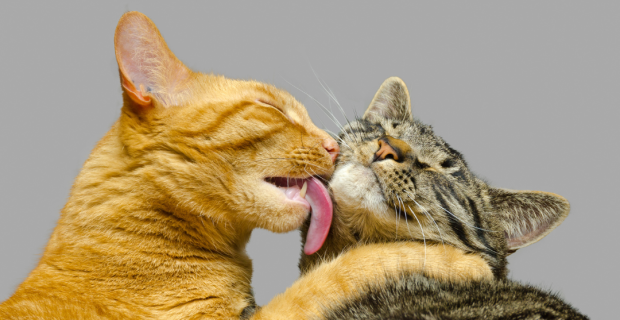 felinos