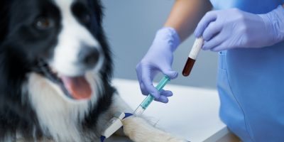 Female vet taking blood sample and examining a dog in clinic