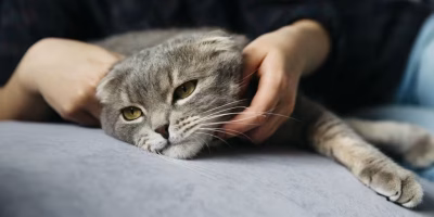 O impacto da dor na hiperestesia felina, medo e ansiedade